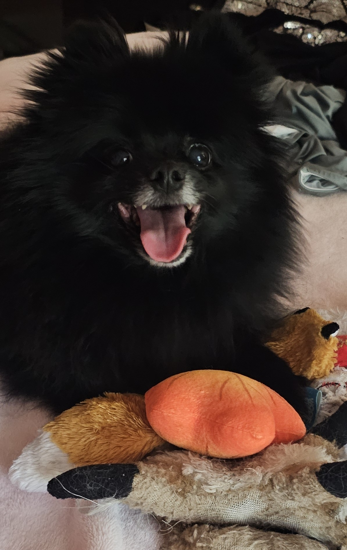 A fresh Awesome Dog Feast meal