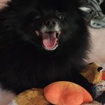 Dog Feast view 4